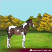 Horse Color:White Spotted Brown Tobiano Rabicano