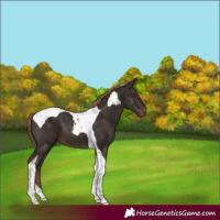 Horse Color:Liver Chestnut Tobiano Rabicano 