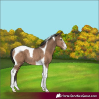 Horse Color:Liver Red Dun Sabino Tobiano Rabicano