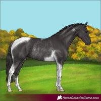 Horse Color:Smoky Black Tobiano Rabicano 