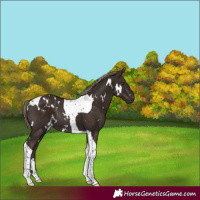 Horse Color:White Spotted Liver Chestnut Tobiano Rabicano