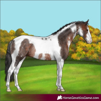 Horse Color:White Spotted Brown Tobiano Rabicano 