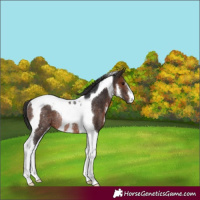 Horse Color:White Spotted Brown Tobiano Rabicano 