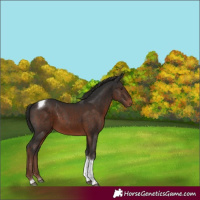 Horse Color:White Spotted Liver Chestnut Tobiano Rabicano
