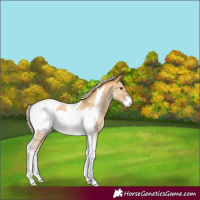 Horse Color:Palomino Dun Sabino Tobiano Frame Rabicano 