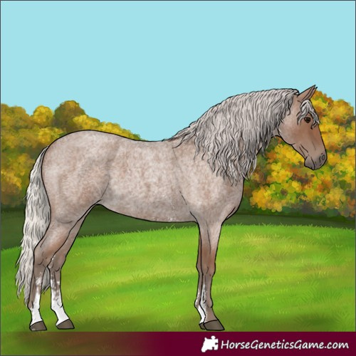 Horse Color:Silver Blue Roan Sabino 