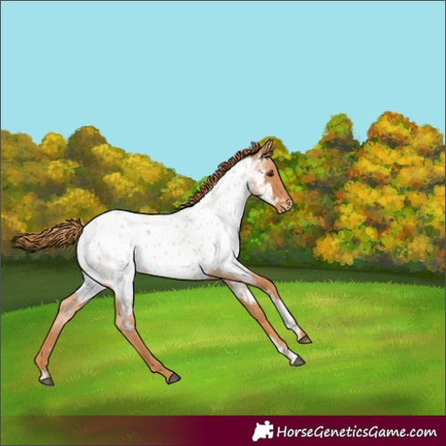 Horse Color:Powder White Red Roan Appaloosa