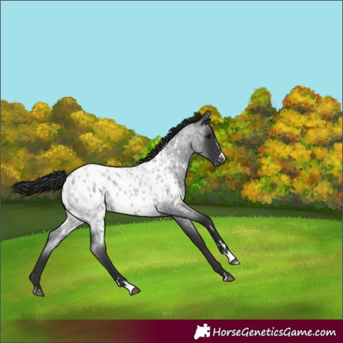 Horse Color:Blue Roan Appaloosa 