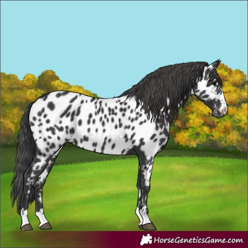 Horse Color:Black Appaloosa 