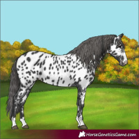 Horse Color:Black Near Leopard 