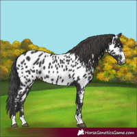 Horse Color:Black Appaloosa 