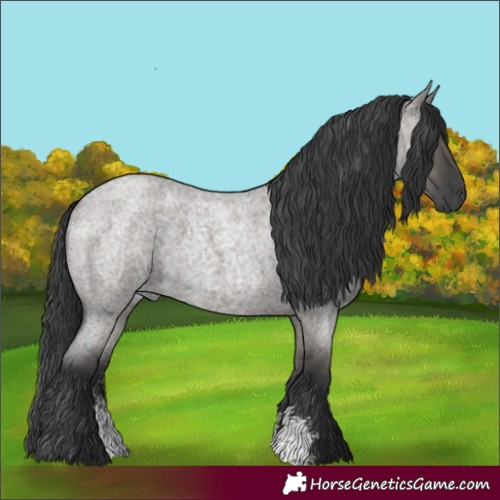 Horse Color:Grullo Roan Sabino Rabicano