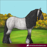 Horse Color:Grullo Roan Sabino Rabicano 