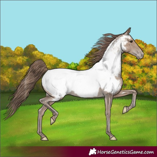 Horse Color:Classic Champagne Near Fewspot