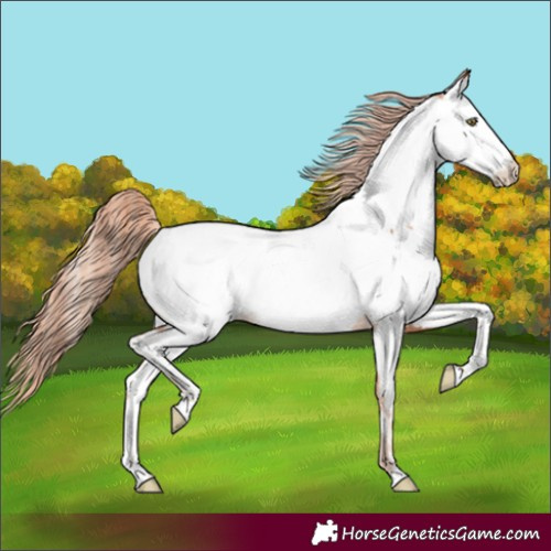 Horse Color:Gold Champagne Near Fewspot 