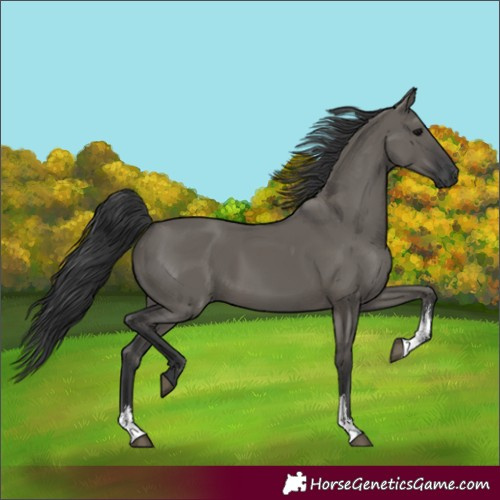 Horse Color:Unknown 