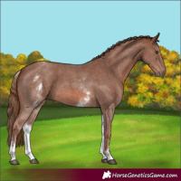 Horse Color:White Spotted Chestnut Sabino