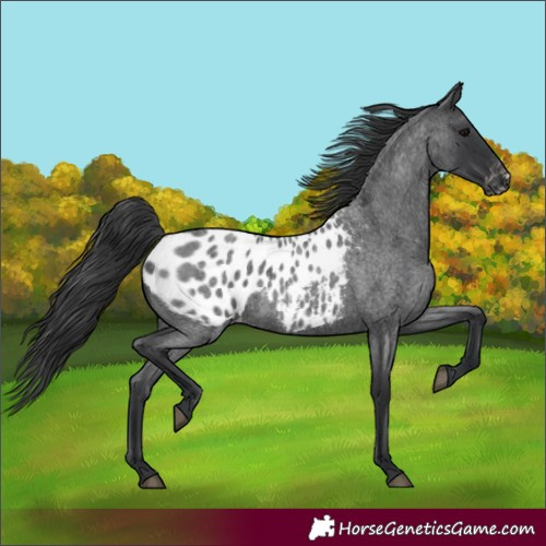 Horse Color:Blue Roan Appaloosa 