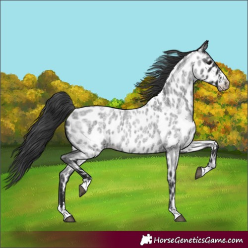 Horse Color:Unknown 