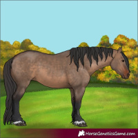 Horse Color:Brown Dun  and Brown Dun 