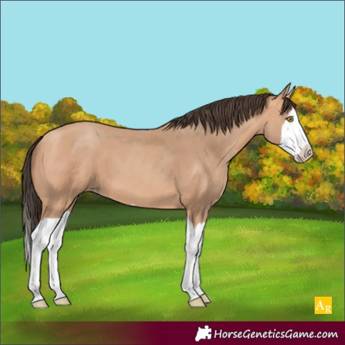 Horse Color:Unknown 