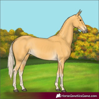 Horse Color:Palomino 