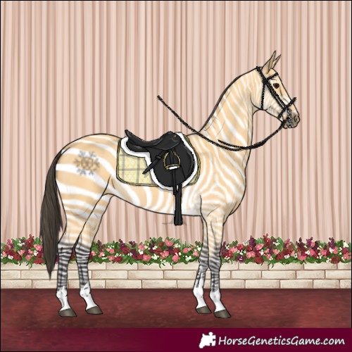 Horse Color:Buckskin 