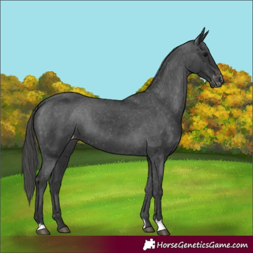 Horse Color:Black Appaloosa