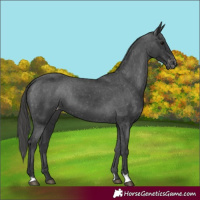 Horse Color:Black Appaloosa 