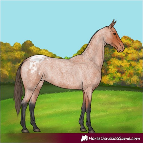 Horse Color:Bay Roan Varnish 