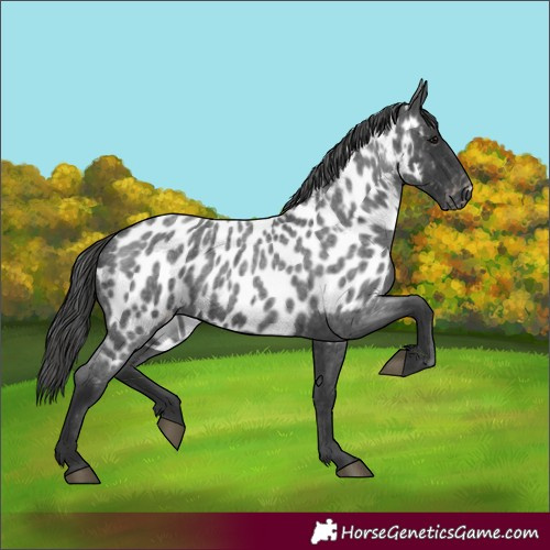 Horse Color:Blue Roan Appaloosa 