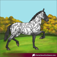 Horse Color:Blue Roan Appaloosa