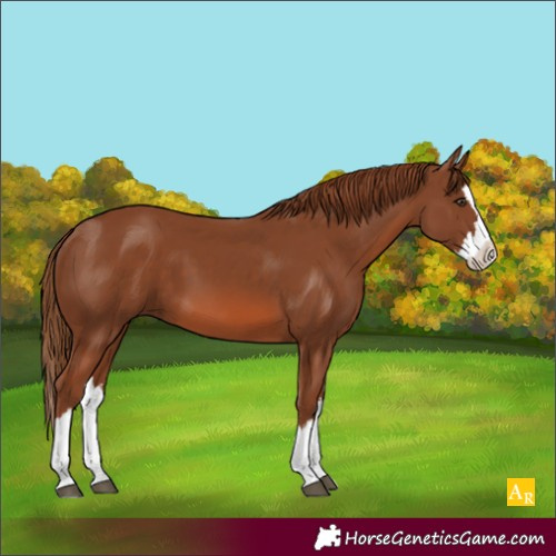 Horse Color:Unknown 