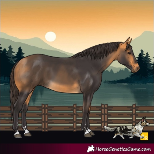 Horse Color:Buckskin 