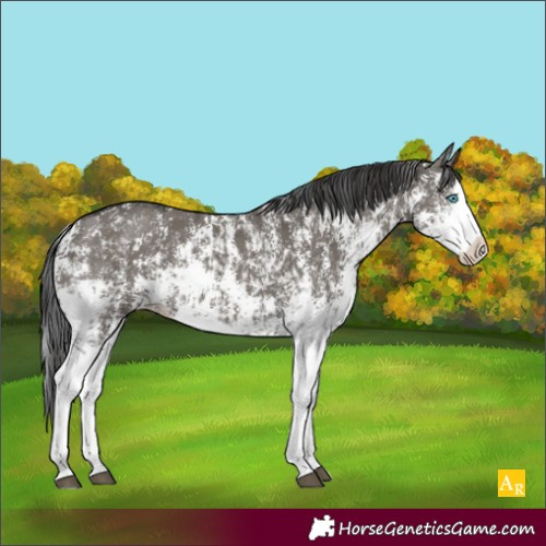 Horse Color:Grullo Sabino Splash  and Smoky Grullo Sabino Splash 
