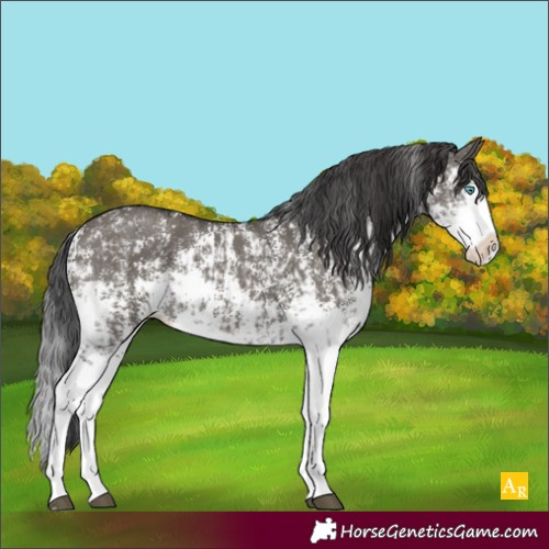 Horse Color:Grullo Sabino Splash  and Smoky Grullo Sabino Splash 