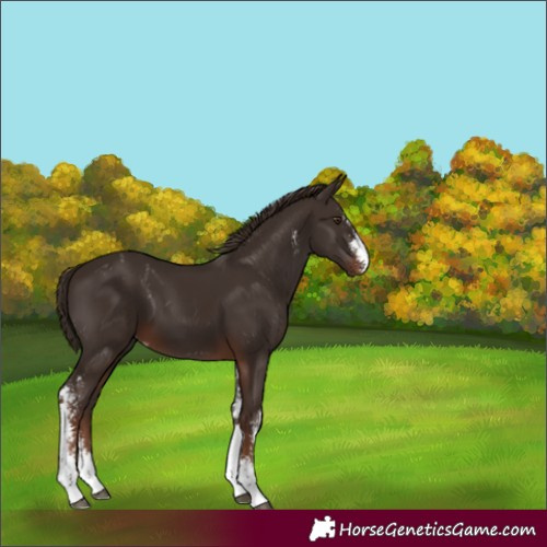 Horse Color:Liver Chestnut Sabino Appaloosa 