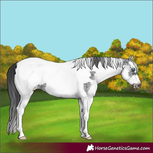 Horse Color:White Spotted Black Splash Tobiano Frame Blanket 