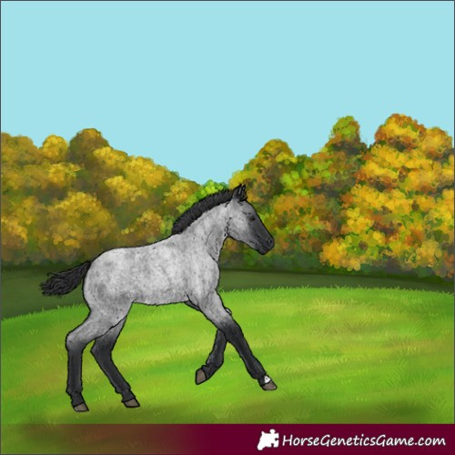 Horse Color:Blue Roan 