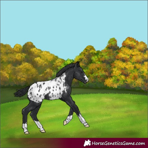 Horse Color:Black Appaloosa