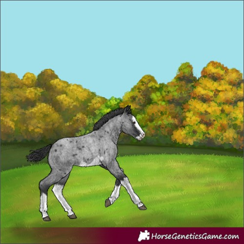 Horse Color:Blue Roan Splash Frame 