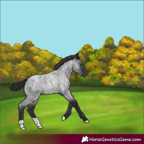 Horse Color:Blue Roan Appaloosa 