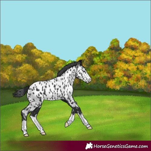 Horse Color:Black Appaloosa