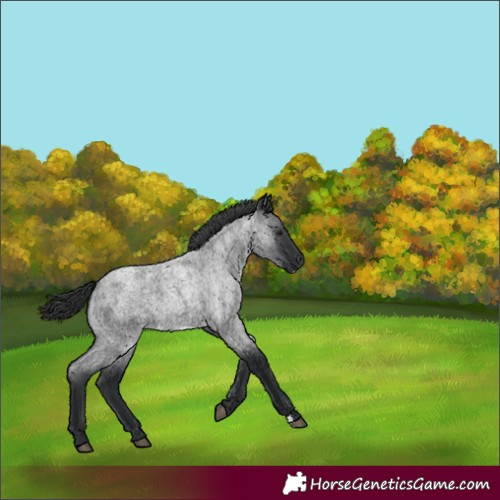 Horse Color:Blue Roan Frame
