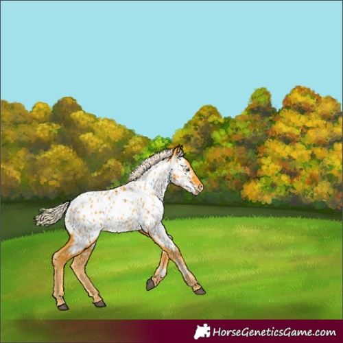 Horse Color:Palomino Appaloosa