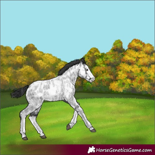 Horse Color:Blue Roan Splash Appaloosa