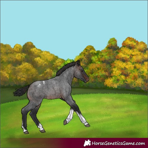 Horse Color:Brown Roan Tobiano Appaloosa