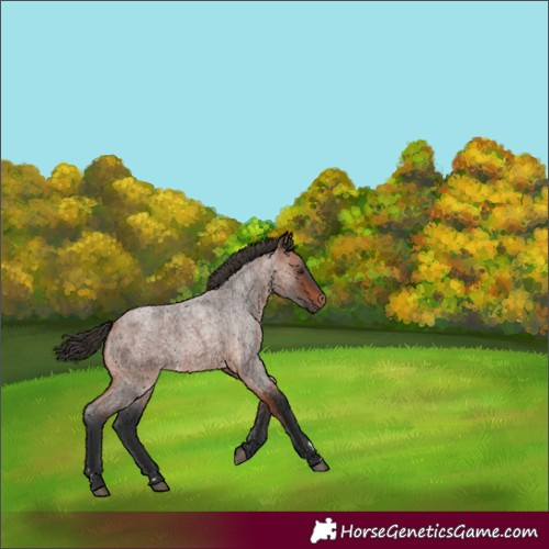 Horse Color:Bay Roan