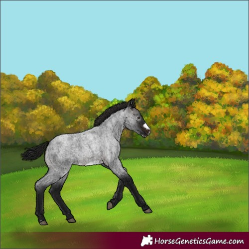 Horse Color:Gray Brown Roan Frame 