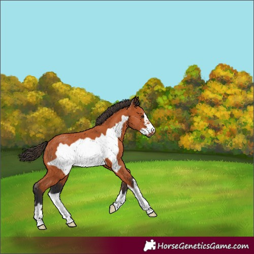 Horse Color:Bay Frame 